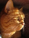 Macro photo with a decorative background of a beautiful red pet cat in the sunlight for design