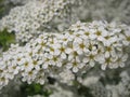 Macro photo with a decorative background of beautiful small white flowers on a branch of a perennial shrub for the design