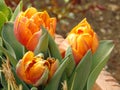 Macro photo with a decorative background of beautiful variegated flowers of a Tulip plant during spring flowering