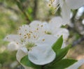 Macro photo with a decorative background of beautiful white delicate small flowers on a branch of a wild plums tree Royalty Free Stock Photo
