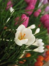 Macro photo with a decorative background of a beautiful white flower of a bulbous crocus plant for garden landscape design