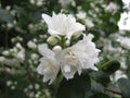 Macro photo with a decorative background of beautiful white flowers on a branch of a Jasmine tree