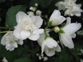 Macro photo with a decorative background of beautiful white flowers on a branch of a Jasmine tree