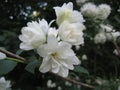 Macro photo with a decorative background of beautiful white flowers on a branch of a jasmine tree during spring flowering