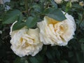 Macro photo with a decorative background of beautiful white Terry flowers of the Bush rose plant for landscape design