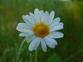 Macro photo with a decorative background of a beautiful wild medicinal plants of the flower field daisies Royalty Free Stock Photo