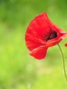 Macro photo with a decorative background of a bright red flower of a wild field poppy plant for design Royalty Free Stock Photo