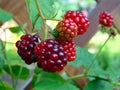 Macro photo with a decorative background of bright red fruit varietal berry vines plants raspberry Royalty Free Stock Photo