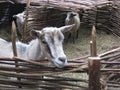 Macro photo with decorative background of domestic animals goats in the paddock of a rural farm Royalty Free Stock Photo