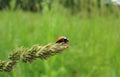 Macro photo with a decorative background of a flying insect ladybug on a green sprig of grass for design