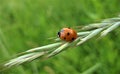 Macro photo with a decorative background of a flying insect ladybug on a green sprig of grass for design