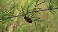 Macro photo with a decorative background of a forest insect on a branch with green leaves