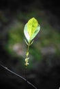 Macro photo with a decorative background of fresh green young leaves on a tree branch on a dark background for design Royalty Free Stock Photo