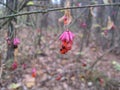 Macro photo with a decorative background of fruits on the branches of a wild shrub in the forest in autumn for design