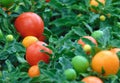 Macro photo with a decorative background of green leaves and blushing fruits of ornamental tomatoes of herbaceous plants