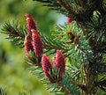 Macro photo with a decorative background of green needles on the branches of a spruce tree for design Royalty Free Stock Photo