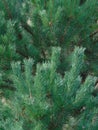 Macro photo with a decorative background of green needles on the branches of a spruce tree for design Royalty Free Stock Photo