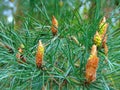 Macro photo with a decorative background of green needles on the branches of a spruce tree for design Royalty Free Stock Photo