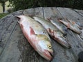 Macro photo with decorative background of live fresh natural river fish caught on spinning during the summer holiday fishing Royalty Free Stock Photo