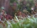 Macro photo with a decorative background of moss blooming on the bark of old trees in a wild forest for design