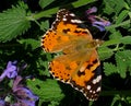 Macro photo with a decorative background of a mottled butterfly on green grass and wild wildflowers for design