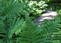 Macro photo with decorative background of the Park path in large leaves of ferns of green color shade
