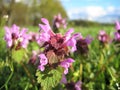 Macro photo with decorative background of purple flowers of herbaceous medicinal wild plant Lamiaceae for use in medicine