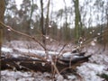 Macro photo with a decorative background of raindrops on the branches of a wild shrub plant during the autumn and winter months