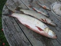 Macro photo with a decorative background of raw river fish caught on a fishing rod and spinning by fishermen