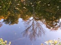 Macro photo with decorative background of reflection of trees and plants in the water of the river for design Royalty Free Stock Photo