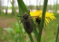 Macro photo with a decorative background of a summer day in the forest with an insect on the green grass and dandelion flowers Royalty Free Stock Photo