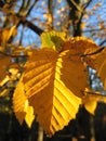 Macro photo with decorative background texture of beautiful bright yellow leaves Royalty Free Stock Photo