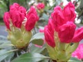 Macro photo with decorative background texture of beautiful delicate flowers on a branch of a shrub of a rhododendron