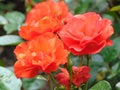 Macro photo with a decorative background texture of a beautiful flower Bush assorted gentle red tint rose Royalty Free Stock Photo