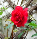 Macro photo with a decorative background texture of a beautiful flower Bush assorted red roses Royalty Free Stock Photo