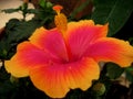 Macro photo with a decorative background texture of beautiful flowers with orange petals evergreen shrub hibiscus Royalty Free Stock Photo