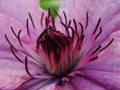 Macro photo with a decorative background texture beautiful large clematis flower with petals of delicate pink shade of color Royalty Free Stock Photo