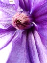 Macro photo with a decorative background texture beautiful large clematis flower with petals of delicate pink shade of color Royalty Free Stock Photo