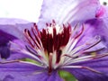 Macro photo with a decorative background texture beautiful large clematis flower with petals of delicate pink shade of color Royalty Free Stock Photo