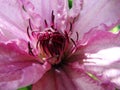 Macro photo with a decorative background texture beautiful large clematis flower with petals of delicate pink shade of color Royalty Free Stock Photo