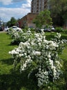 Macro photo with decorative background texture of beautiful white flowers of Spiraea plant branches for landscaping