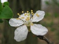 Macro photo with decorative background texture of beautiful white petals with drops of spring rain on the flowers of wild cherry