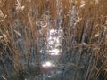 Macro photo with a decorative background texture of brown grass in the water of a forest lake in the glare of sunlight