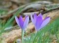 Macro photo with decorative background texture of delicate beautiful purple petals of forest plant flowers primroses Crocus