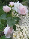 Macro photo with decorative background texture delicate petals of flowers and buds shrub garden rose for landscaping Royalty Free Stock Photo