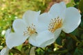 Macro photo with decorative background texture of delicate white petals of shrub rose flowers for landscaping Royalty Free Stock Photo