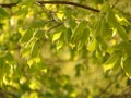 Macro photo with decorative background texture of fresh young green leaves on a branch of Linden tree Royalty Free Stock Photo