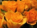Macro photo with decorative background texture of petals of flowers of rose orange color Royalty Free Stock Photo
