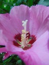 Macro photo with decorative background texture of pink petals and flower structure of Chinese rose or hibiscus plants Royalty Free Stock Photo