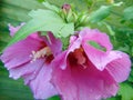 Macro photo with decorative background texture of pink petals and flower structure of Chinese rose or hibiscus plants Royalty Free Stock Photo